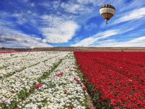 Spring windy day. Field of blooming red and white buttercups ranunculus. Huge balloon flies over a