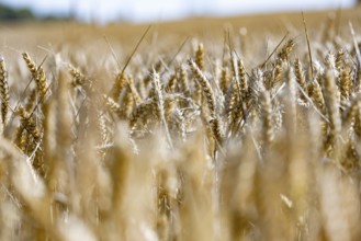 Sunny cornfield with golden ears of wheat in focus, Coxhill, Shepherdswell, Dover, Kent, United