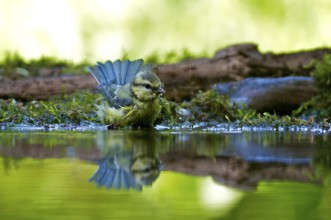 Bathing bluetit. Bathing Bluetit