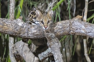 Ocelot (Leopardus pardalis), at night, climbing over a branch, eye contact, Pantanal, inland,