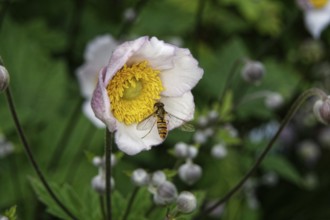 Syrphidae, Anemone hupehensis, close-up of a hoverfly on an anemone in front of a blurred