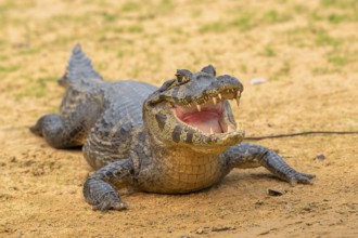 Spectacled caiman (Caiman crocodilus yacara), Crocodile (Alligatoridae), crocodile (Crocodylia),