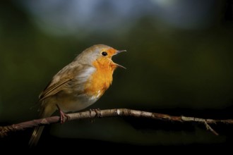 Profile view of a singing robin with its beak wide open on a branch against a dark background in a