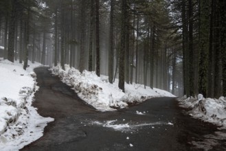 Winter forest landscape with mountain covered in snow and empty frozen road. Troodos mountains in