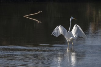 Great egret (Ardea alba) fishing in flight in a marsh. Bas-Rhin, Collectivite europeenne d'Alsace,