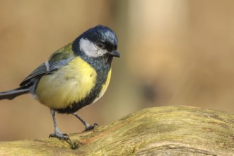 Great tit (Parus major) on branch in forest in winter. Alsace, France