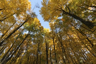 Nature, autumnal forest, view from below into the tree tops, Province of Quebec, Canada