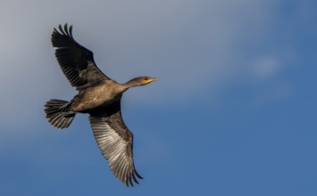 Cormorants at lake in Saskatchewan Canada prairie wildlife
