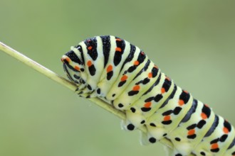 Swallowtail, Papilio machaon, caterpillar