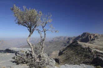 Wadi Bani Awf, Mountains, Oman