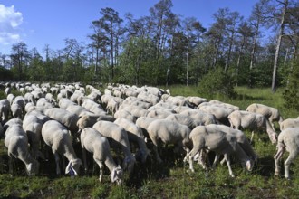 Flock of sheep, Merino sheep, grazing, landscape conservation, Germany, Bavaria, Lower Franconia