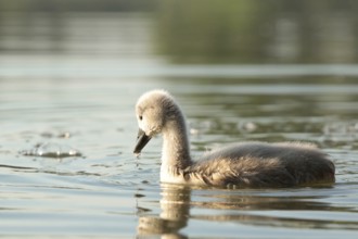 Young swan on a sunny spring morning