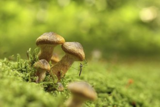 Mushrooms growing on a tree trunk in the forest