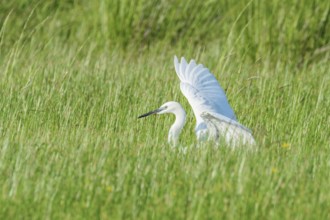 Great Egret (Ardea alba) Common Egret