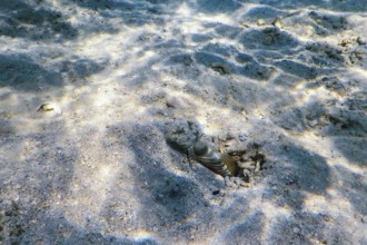 Spotted prawn goby (Amblyeleotris guttata) underwater, Marine life