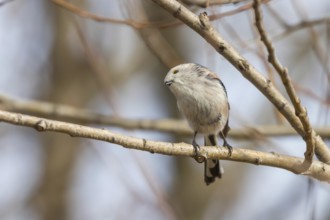 Long-tailed tit on branch (Aegithalos caudatus) Cute little Bird