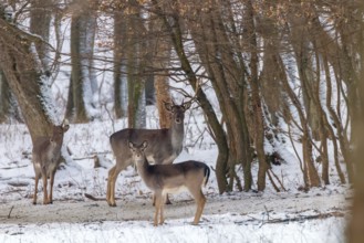 Fallow deer snow forest landscape (Dama Dama)