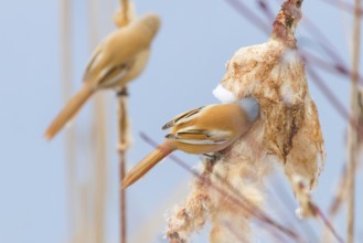 Cute little birds, Bearded tit, Bearded reedling Pair (panurus biarmicus)