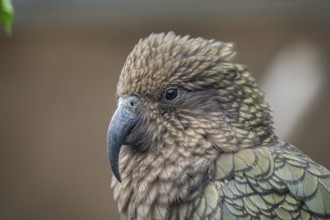 Kea, Nestor notabilis is a parrot from New Zealand