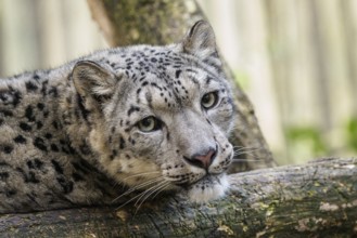 Snow leopard, Irbis (Panthera uncia)
