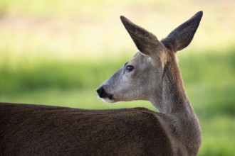 Roe deer, Capreolus capreolus. Wild roe deer in the wild