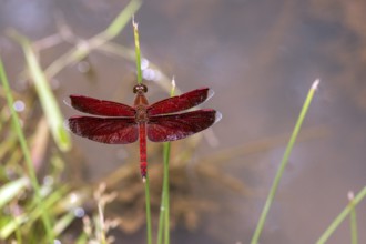 Animals, Insects, Dragonflies, Red Dragonfly, (Neurothemis ramburii) Deramakot Forest, Sabah,
