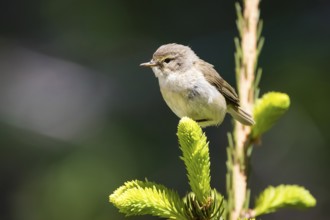 Animals, Birds, Songbird, Chiffchaff, Willow Warbler, (Phylloscopus collybita) Lower Saxony,