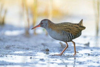 Water rail, (Rallus aquaticus), biotope, habitat, animal, animals, birds, rail family, Der Spieß