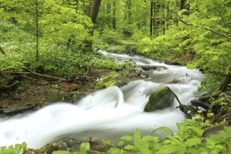 Forest stream flowing down from the mountain, Bischofskoppe Mountain, Poland