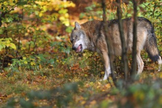 Canis lupus
