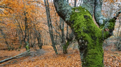 Hayedo de la Pedrosa Natural Protected Area, Beech Forest Autumn Season, Fagus sylvatica, Riofrío