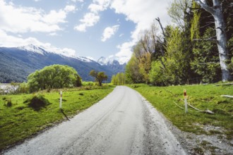A rural road leads through a green landscape with snow-capped mountains in the background, Cattle