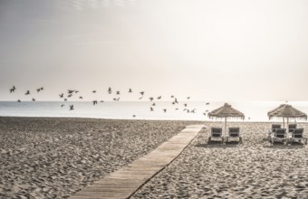 Wooden path to the beach, umbrellas and birds