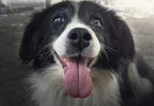 Happy old dog outdoors. Pup nose, tongue and teeth closeup. Senior pet health care concept