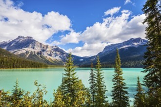 The green lake surrounded by a coniferous forest. Magic Emerald Lake in Yoho National Park, Rocky