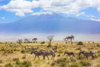 Large herd of zebras graze in the African savannah at the foot of Kilimanjaro. Southeast Kenya, the