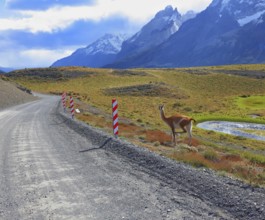 National Park Torres del Paine in Chile. Gravel road between the mountains and trusting guanaco -