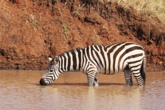 Burchell's Zebras at a Waterhole in Ikoma, near Serengeti National Park, Tanzania, East Africa