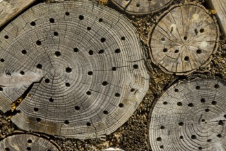 Hidingplace for insects like bees