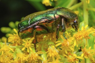 Rose Chafer (Cetonia aurata) on a yellow flower. Bas-Rhin, Collectivite europeenne d'Alsace, Grand