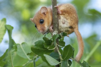 Female common dormouse (Muscardinus avellanarius) on a branch in bushy vegetation. Alsace, France