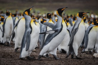King penguins (Aptenodytes patagonicus), fighting over breeding partners during courtship,