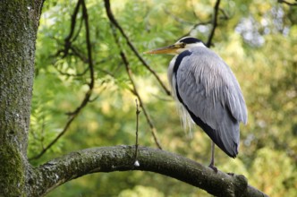 Grey heron, Ardea cinerea sitting on a tree, Copenhagen, Denmark
