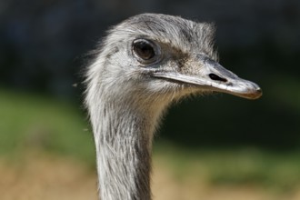 Nandu - Rhea americana