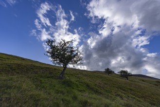 Gnarled tree in a green landscape in the mountains with blue sky and clouds on the edge of
