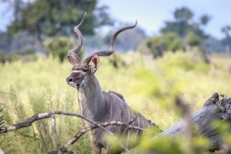 A male Kudu looking around in the Okavango Delta, Botswana