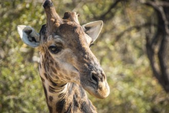 Close up of a Giraffe in the Kruger National Park, South Africa
