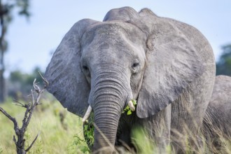 Eating Elephant in front of the camera in the Okavango delta, Botswana