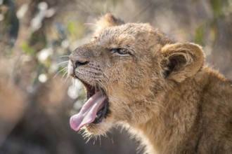 Lion cub yawning in the Kruger National Park, South Africa
