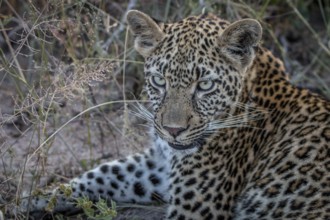 Close up of a female Leopard in the Sabi Sand Game Reserve, South Africa